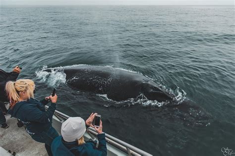 groupon monterey|Home – Discovery Whale Watch – Monterey Whale .